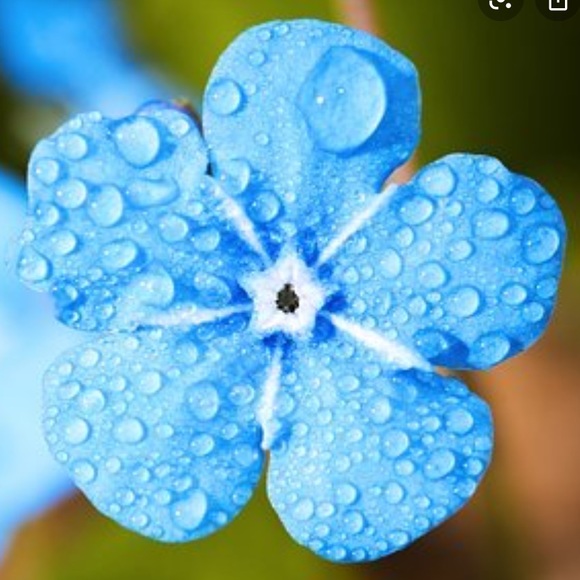 Meet your Posher, Amy - Picture 1 of 1